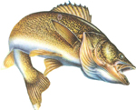 Free Fishing Weekend!  @ New York | United States