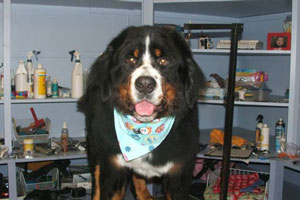 Ruff Cuts & Stuff, LLC